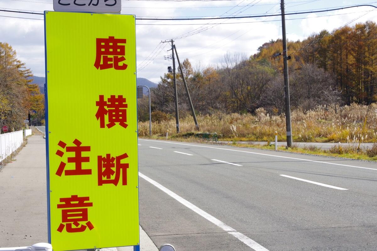 野生動物との事故（ロードキル）.jpg